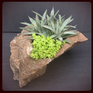 succulent-arrangements-in-natural-stone-containers